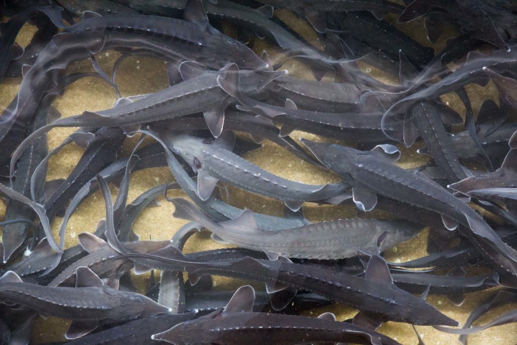 View of school of sturgeon fish in water