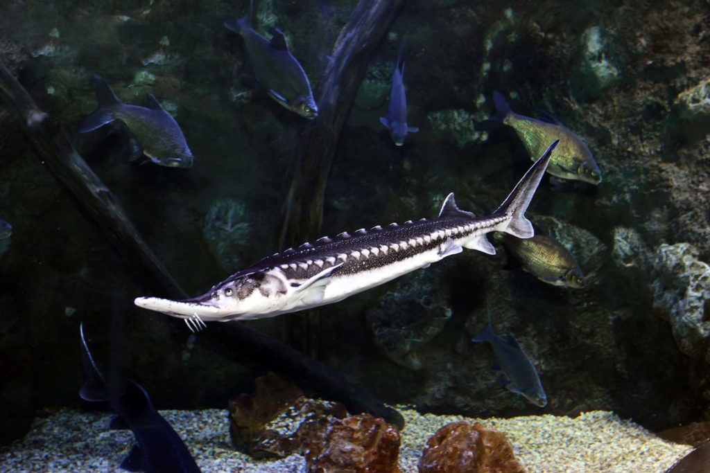Starry Sturgeon (Acipenser stellatus) fish in aquarium.